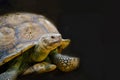 Giant Sulcata tortoise closeup Royalty Free Stock Photo