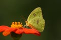 Giant Sulphur Butterfly Royalty Free Stock Photo