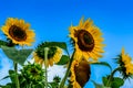 Giant Sunflower Background Royalty Free Stock Photo