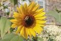 Giant sunflower with a big bee busy harvesting nectar with blurred background of shingled weathered Cape Cod house Royalty Free Stock Photo