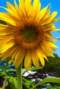 Giant sunflower