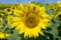 Giant Sunflower in a Field