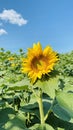 Giant sunflower growing on a flower farm vertical format.