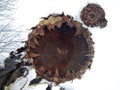 Giant sunflower dried frozen and snow-covered with natural formed smiley face in first snow of the season scenery in late November Royalty Free Stock Photo