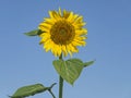 Giant Sunflower with Insects Crawling on It