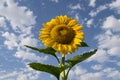 Giant Sunflower Looking Up at a Blue Sky with Cotton Ball Clouds