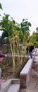 Giant sunflower plants taller than a person Royalty Free Stock Photo