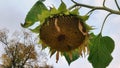 Giant sunflower ready for harvest