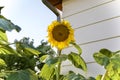 Giant Sunflower Soaking up the Sun