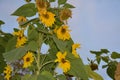 Giant sunflower standing tall blooming bright