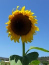 Giant sunflower way