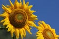 Giant sunflowers