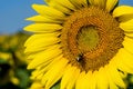 Giant Sunflowers and Bee Royalty Free Stock Photo