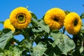 Giant sunflowers, blooming filled sunflower  - Helianthus decpetalus - in garden on sunny summer day. Royalty Free Stock Photo