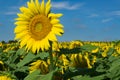 Giant Sunflowers and Blue Skies