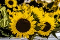Giant sunflowers at farmers market Abstract and Stylized Royalty Free Stock Photo