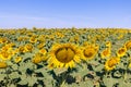 Giant sunflowers Helianthus annuus field with bright yellow bowing down heavy unripe flowers Royalty Free Stock Photo