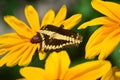 Giant Swallow Tail Butterfly Royalty Free Stock Photo