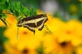 Giant Swallow Tail Butterfly and Sunflowers Royalty Free Stock Photo