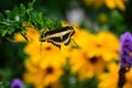 Giant Swallow Tail Butterfly and Sunflowers Royalty Free Stock Photo