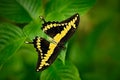 Giant Swallow Tail, Papilio thoas nealces, beautiful butterfly from Mexico. Butterfly sitting on the leaves. Butterfly from Mexico