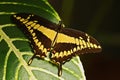 Giant Swallow Tail, Papilio thoas nealces, beautiful butterfly from Mexico. Butterfly sitting on the leaves. Butterfly from