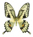 Giant Swallowtail Royalty Free Stock Photo