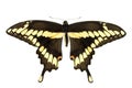 Giant Swallowtail Royalty Free Stock Photo