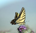 Giant swallowtail Royalty Free Stock Photo