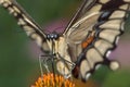 Giant Swallowtail