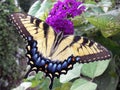 Giant Swallowtail Royalty Free Stock Photo