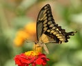 Giant swallowtail butterfly Royalty Free Stock Photo