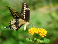 Giant Swallowtail Butterfly