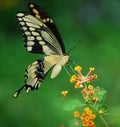 Giant Swallowtail Butterfly Royalty Free Stock Photo