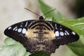 Giant swallowtail butterfly Royalty Free Stock Photo