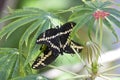 Giant swallowtail butterfly Royalty Free Stock Photo