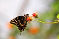 Giant Swallowtail butterfly