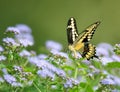 Giant Swallowtail butterfly on Blue Mistflowers Royalty Free Stock Photo