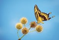Giant Swallowtail butterfly on buttonbush flowers Royalty Free Stock Photo