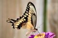 Giant swallowtail butterfly