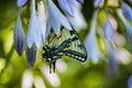 Butterfly on flower