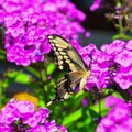 Giant swallowtail butterfly Royalty Free Stock Photo