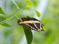 Giant Swallowtail butterfly on a green branch with smooth bokeh background