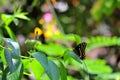Giant Swallowtail butterfly on green leaf