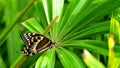 Giant Swallowtail butterfly on green plant