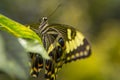 Giant Swallowtail Butterfly Head