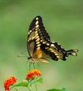Giant swallowtail butterfly on Lantana with copy space