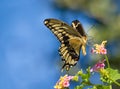 Giant Swallowtail butterfly on Lantana