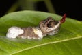 A Giant Swallowtail butterfly larva (Papilio cresphontes) mimics both a bird dropping and a snake to avoid predation Royalty Free Stock Photo