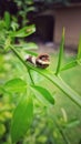 An Orange Dog Caterpillar On Orange Tree. Royalty Free Stock Photo